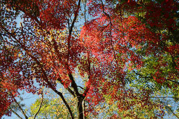 京都御苑　苑内の紅葉　京都市上京区