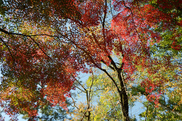 京都御苑　苑内の紅葉　京都市上京区