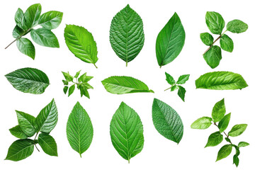 Green leaves set against a white background create an atmosphere of freshness and lightness