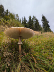 Kania