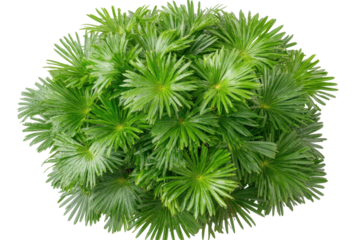 The beauty of Washington's sprawling palm fronds spreading in all directions