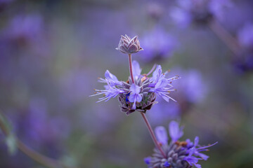 Salvia Bee’s Bliss, Sage Varieties, Pozo Blue Sage, Purple Flowers,