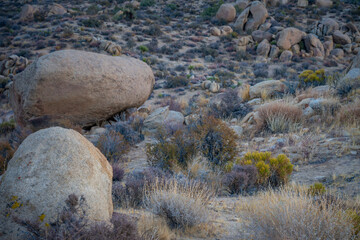 Discover the Beauty of Joshua Tree National Park Today