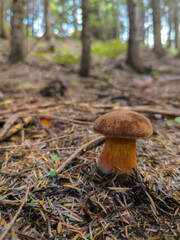 Borowik 