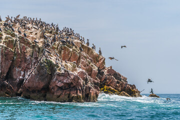 Paracas in Peru is a paradise for seabirds.