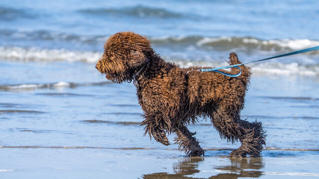 A barbet dog walking on the beach near Morro Bay, California.