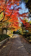 大磯城山公園の紅葉の道