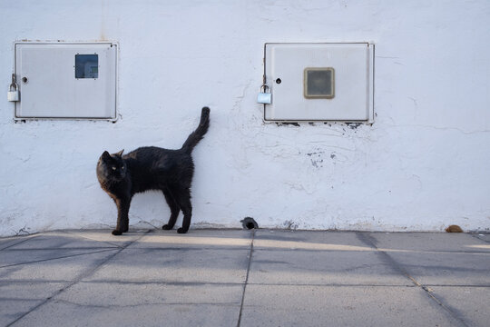Black Cat by White Wall