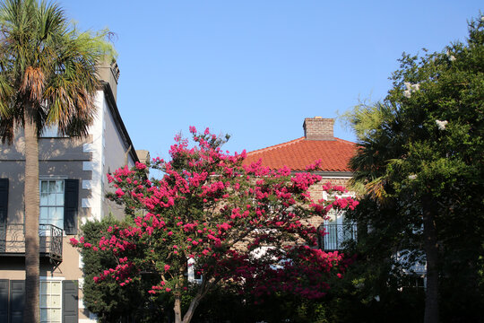 A Crepe Myrtle Tree Blooming In Charleston, South Carolina