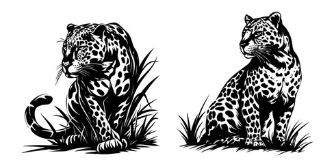 wild leopards in realistic hand-drawn ink style black vector © Luka