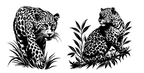 wild leopards in realistic hand-drawn ink style black vector © Luka
