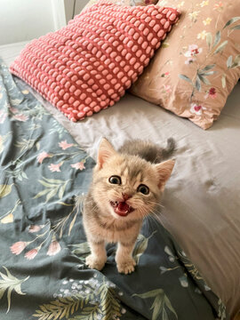 A playful kitten in a cozy bed