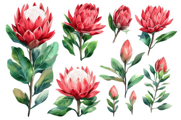 Protea with detailed petals and bright colors