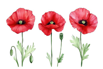 Red poppy in watercolor technique, sparkling with bright petals