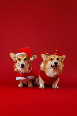 Adorable corgis dressed as Santa and reindeer, spreading festive cheer this Christmas season