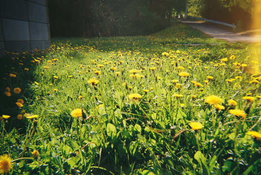 A vibrant meadow filled with blooming dandelions shot on film