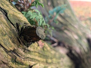 A knot on the trunk of a Giganteum Sequoiadendron giganteum