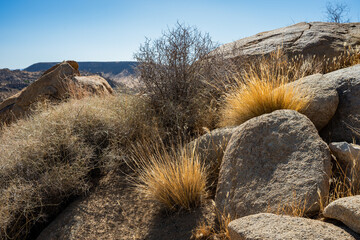 Discover the Unique Plants of Joshua Tree Desert Landscape