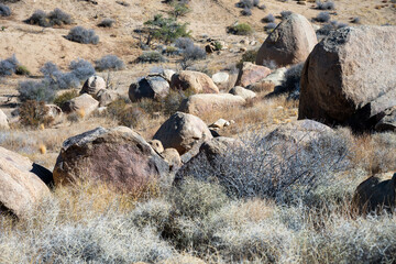 Discover the Beauty of Joshua Tree National Park Today