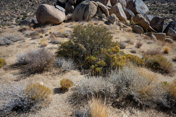 Discover the Unique Plants of Joshua Tree Desert Landscape