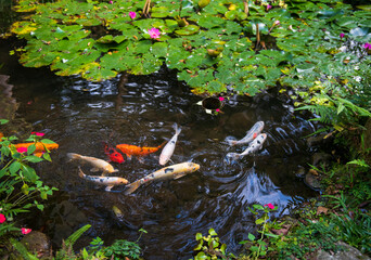 Vibrant Koi Pond with Water Lilies: A Serene Garden Oasis