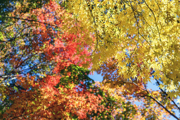 秋、赤黄緑青のカラフルな葉
