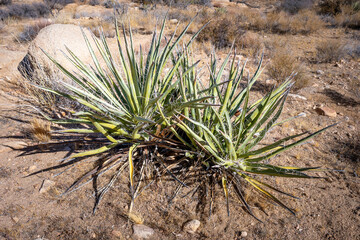 Discover the Unique Plants of Joshua Tree Desert Landscape