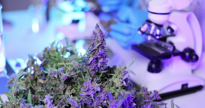Scientists analyze cannabis plant using microscope in laboratory. Medical professionals collect marijuana plant samples for examination slow motion