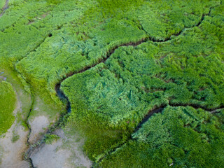 Aerial view of tidal channels and gullies, Saeftinge, The Netherlands
