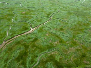 Aerial view of tidal channels and gullies, Saeftinge, The Netherlands