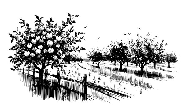 scenic countryside orchard sketch in black vector