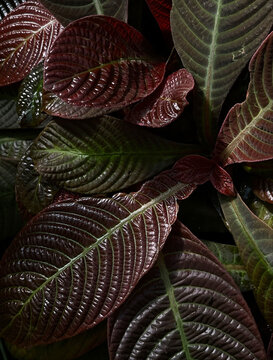 Close-up view of intricate burgundy and green leaves in a lush indoor