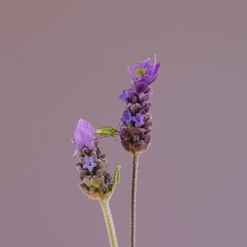 Grasshopper on lavender flower sees beetle