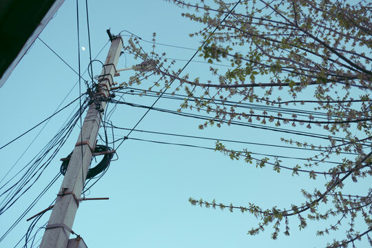 Power lines with spring branches