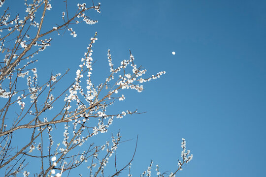 Cherry blossom in front of the sky