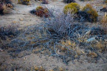 Discover the Unique Plants of Joshua Tree Desert Landscape