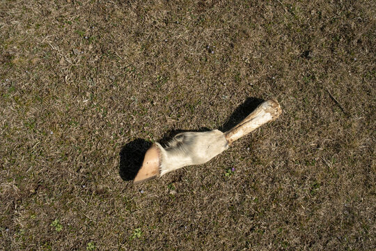 Animal remains on the grass