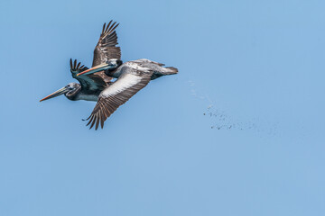 Peruvian pelicans defecating in flight
