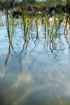 Seagrass