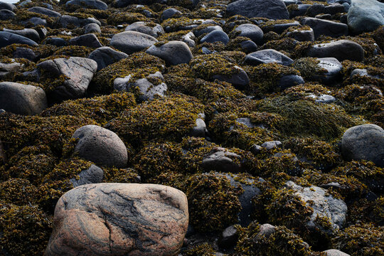 Rocky shoreline covered with seaweed at low tide