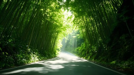 Obraz premium An enchanting, secluded bamboo forest road, with sunlight shimmering through the dense green canopy, the perfect sanctuary for peaceful solitude