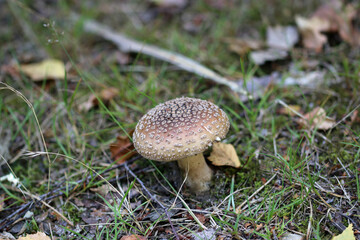Brown Amanita mushroom species in close up