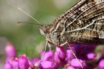 Grayling butterfly on pink bell heather flowers in close up