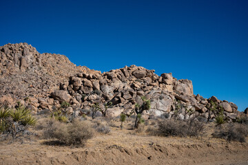 Discover the Beauty of Joshua Tree National Park Today
