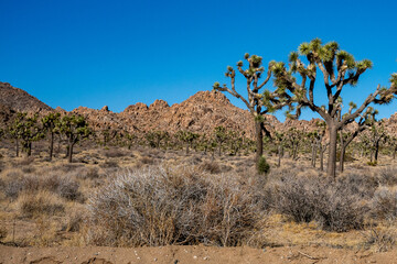 Naklejka premium Explore Joshua Tree National Park’s Mountains and Stunning Desert Views