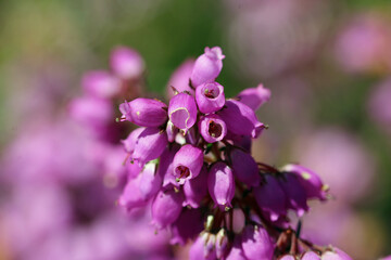Pink bell heather flowers in close up