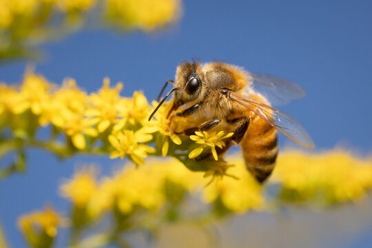 Honey bee on Goldenrod