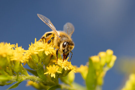 Honey bee on Goldenrod