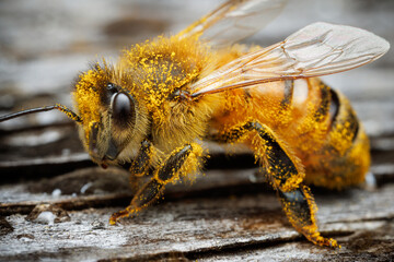 Honey bee Covered in Pollen