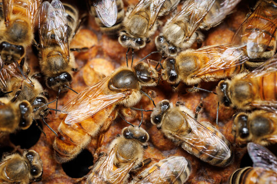 Queen Bee